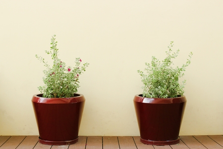 Pot plantの写真素材