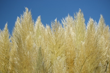 Close up of grass flower with clearly sky.の写真素材