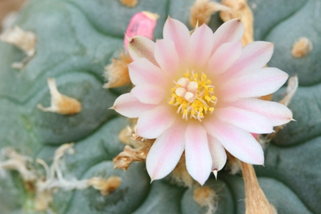 Peyote flowerの写真素材