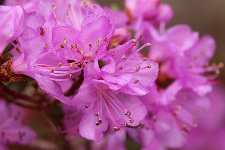 Rhododendron dauricumの写真素材