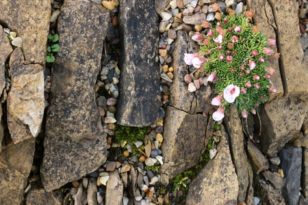alpine plant growing on rockの写真素材