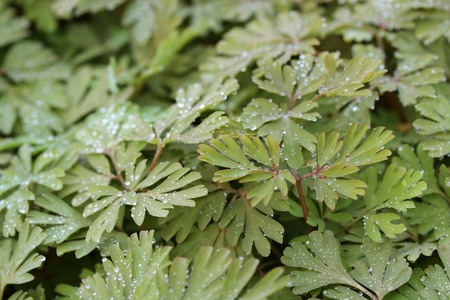 fern leavesの写真素材