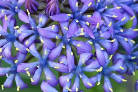 purple flowers