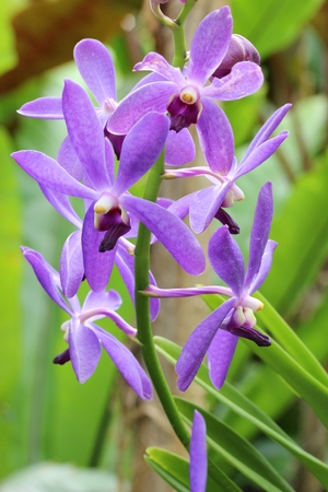 purple orchid flowersの写真素材