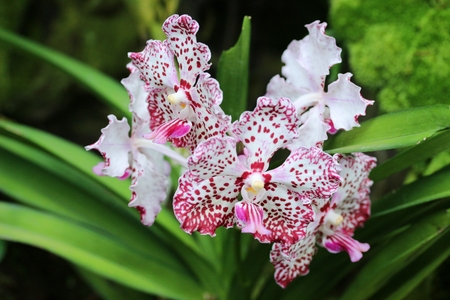 pink orchid flowersの写真素材
