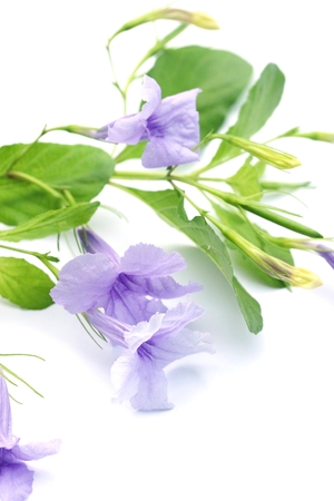 Purple flowersの写真素材