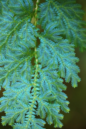 Arrayの写真素材