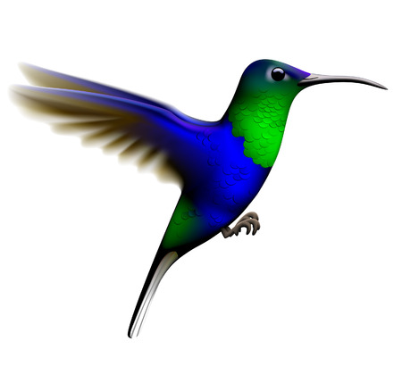 Flying green and blue hummingbird isolated on white background. Vector illustrationのイラスト素材