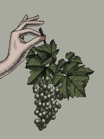 Female hand holding with bunch of grapes with leaves. Vintage black and white engraving stylized drawing. Vector illustrationのイラスト素材