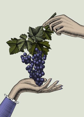 Woman holding grapes. The womans hand holds a large cluster of grapes. Vintage engraving color stylized drawing. Vector illustrationのイラスト素材