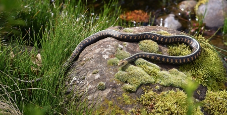 Snake laying on a mossy rockの写真素材