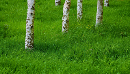 White barked tree trunks among the lush, green grass.の写真素材