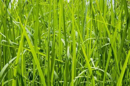 Rice leaf,Rice filed,Rice Thailand,Jusmine Rice