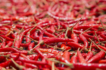 Red Hot,chilly,Vegetable,thailandの写真素材