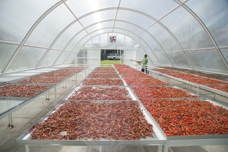 Red Hot,chilly,Vegetable,thailandの写真素材