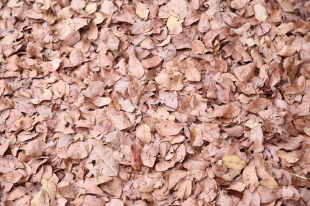 Leaft,plant,nature,wallpaper,backgroundの写真素材