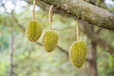 Thailand,Thai Fruit,Durian,tree,Green,golden,Tree,nature,background,sweet,