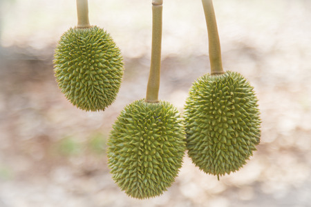 Thailand,Thai Fruit,Durian,asia,tree,foodの写真素材