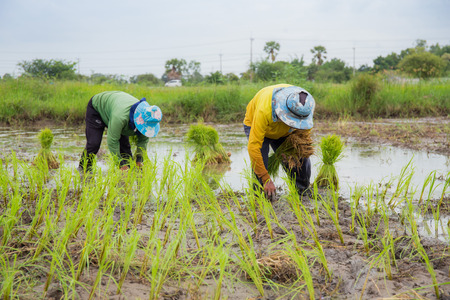 Rice field Thailandのeditorial素材