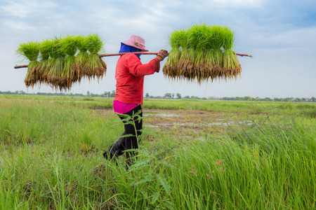 Rice field Thailandのeditorial素材