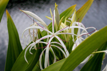 white flowers in water background, Crinum asiaticum - Asian Crinum Lily. Poison Lily, Giant Crinum Lily, Grand Crinum Lily, Spider Lilyの写真素材