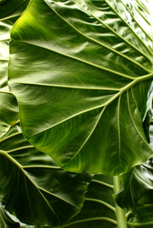 Green leaf for background, Elephant ear plant or caladium tree for background. Alocasia macrorrhizos.の写真素材