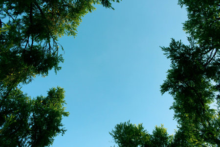 Fresh green tree leaves frame on blue sky backgroundの写真素材