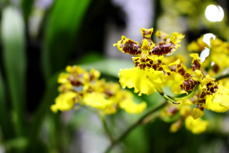 Close Up Yellow Dancing-lady Orchid Flower with green leaf background Flower at Garden Fair  in Bangkok Thailandの写真素材