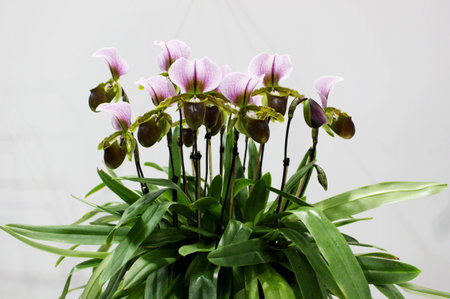 Orchids Flower or Paphiopedilum Orchid at Garden Fair  in Bangkok Thailandの写真素材