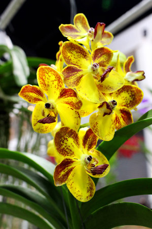 Close Up yellow and red colors of Orchids Flower at Garden Fair  in Bangkok Thailand