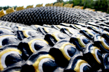 Black and Gold colors of Beautiful Molding of Praya Nark showing in Thai Temple Praya Nark or Naga is fabulous serpent or serpent dragon the big snake in Thai story from Thailandの写真素材