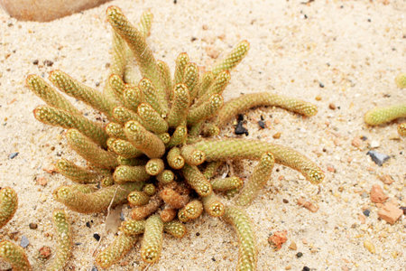 Beautiful Small Mammillaria elongata cactus plant on yellow sand for backgroundの写真素材