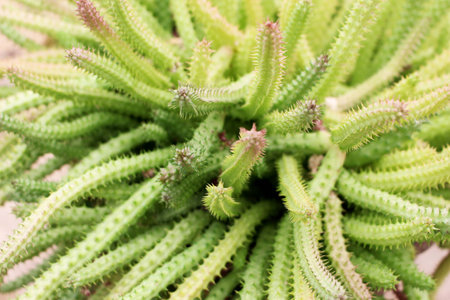 Close Up Beautiful Green Cactusの写真素材