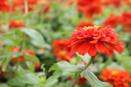 Close Up Red Colors of Zinnia Elegans Flower bloom on green leaves background in the garden for Wallpaperの写真素材
