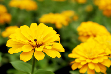 Close Up Yellow or Orange Colors of Zinnia Elegans Flowers on Blur wonderful Pink flowers background in the garden from Bangkok Thailandの写真素材