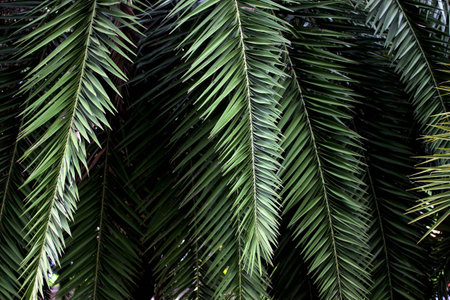 Green leaves of palm tree for background or pattern on dark screenの写真素材