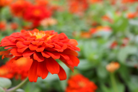 Orange or Red Colors of Zinnia Elegans Flower bloom on green leaves background in the garden for Wallpaperの写真素材