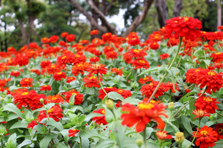 Selective Close Up Orange or Red Colors of Zinnia Elegans Flower bloom on green leaves background in the garden for Wallpaperの写真素材