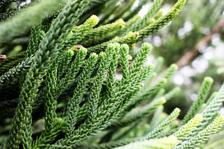 Selective focus of green branch pine xmas tree with blur background Christmas background concept and copy space and bokeh.の写真素材