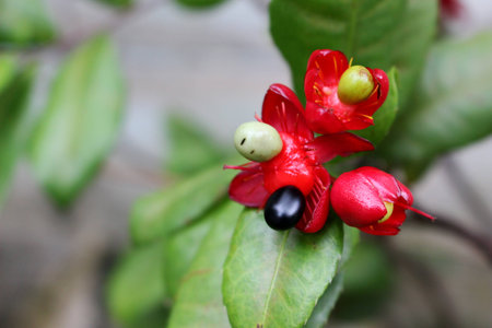Close up beautiful small berry and small flowers on blur green leaf background in natural park for backgroundの写真素材