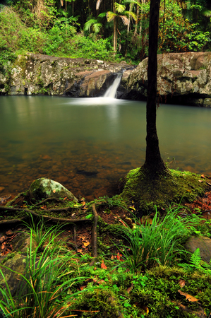 Australia Landscape : Warring Pool of Springbrook National Park in Queensland