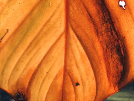 Yellow leaf texture. の素材