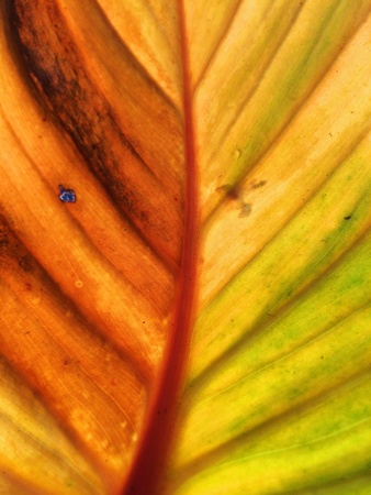 Yellow leaf texture. Abstract.の素材