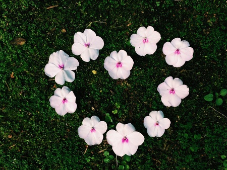 Heart flower on moss の素材