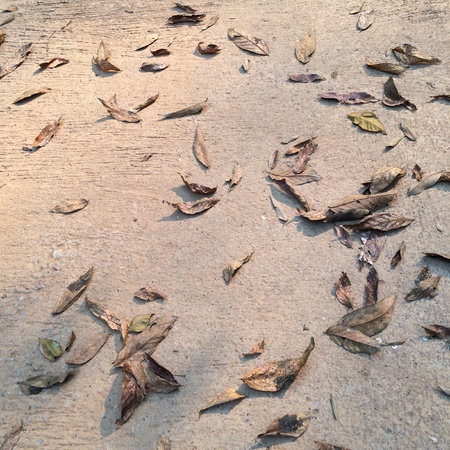 Dry leaves fall on the roadの素材