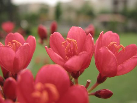 PINK flowerの写真素材