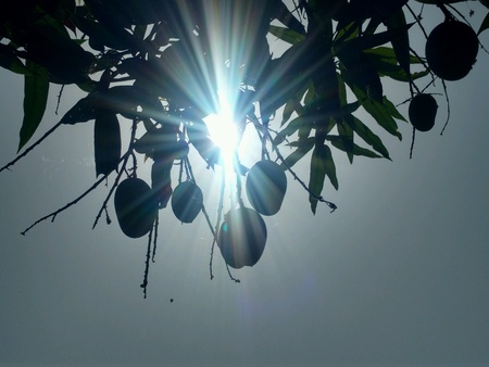 Sunshine in blue sky via mango tree.の素材