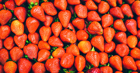 Red fresh farm strawberriesの写真素材