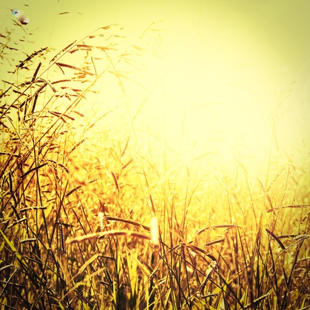 Wheat grains farm social media template for digital marketingの写真素材