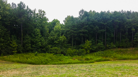 forest tress shot for social media marketingの写真素材